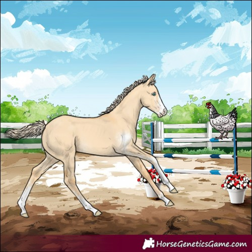 Horse Color:Gold Cream Champagne Dun Sabino 