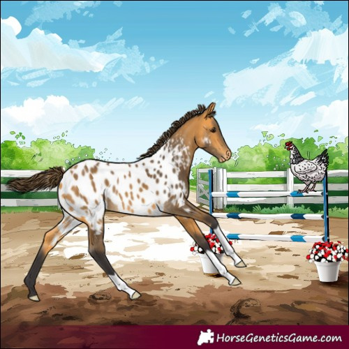 Horse Color:Buckskin Appaloosa 
