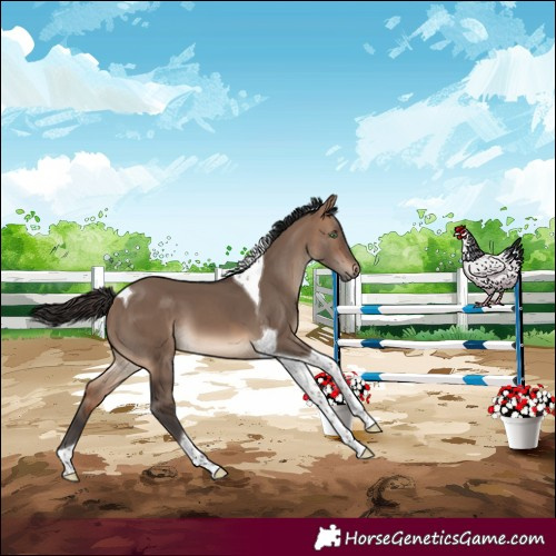 Horse Color:Bay Dun Tobiano 