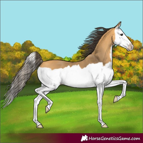 Horse Color:Buckskin Splash Frame 
