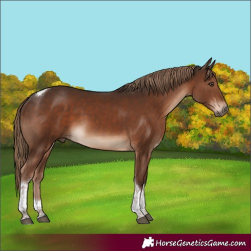 Horse Color:Liver Chestnut Tobiano 