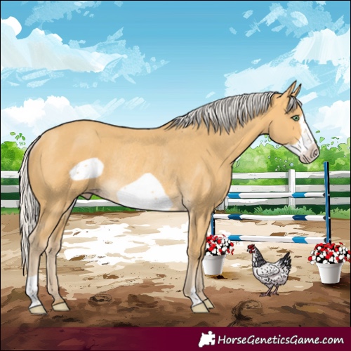 Horse Color:Silver Amber Cream Champagne Frame Rabicano 
