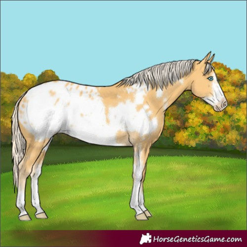 Horse Color:Gold Cream Champagne Sabino Frame Appaloosa 