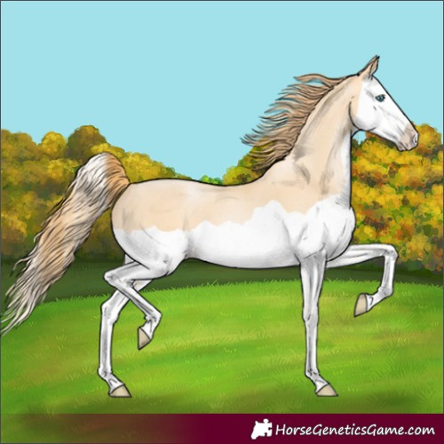 Horse Color:Buckskin Pearl Splash 