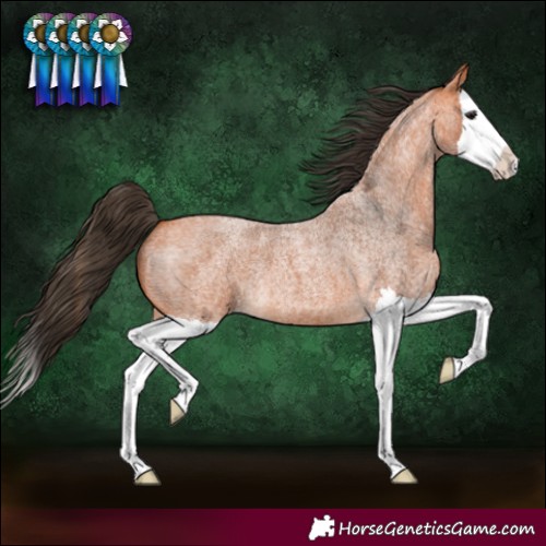 Horse Color:Bay Roan Splash 