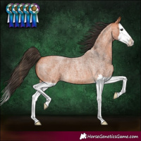Horse Color:Bay Roan Splash 