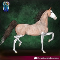 Horse Color:Bay Roan Splash