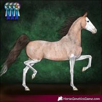 Horse Color:Bay Roan Splash 