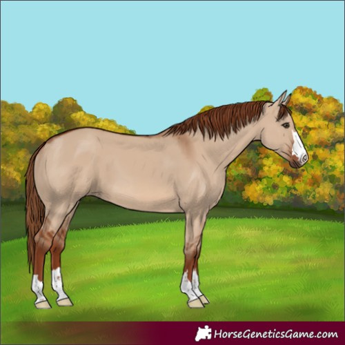 Horse Color:Red Dun 