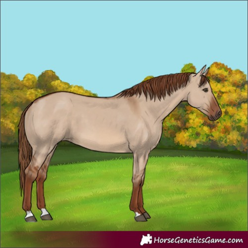 Horse Color:Red Dun 