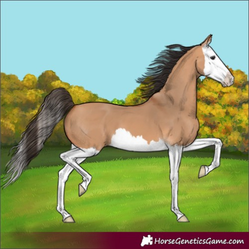 Horse Color:Bay Dun Splash 