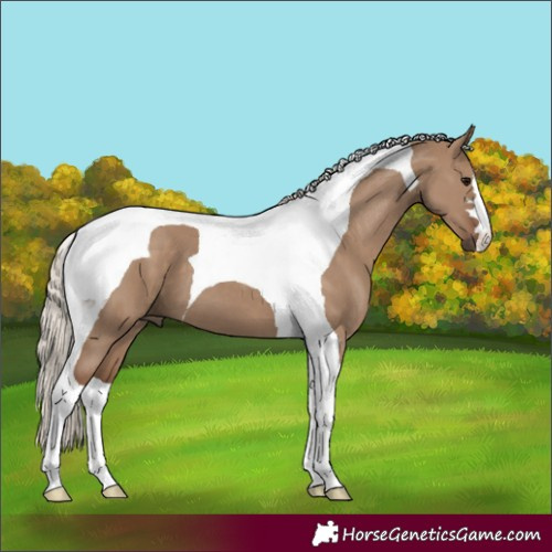 Horse Color:Silver Grullo Tobiano 