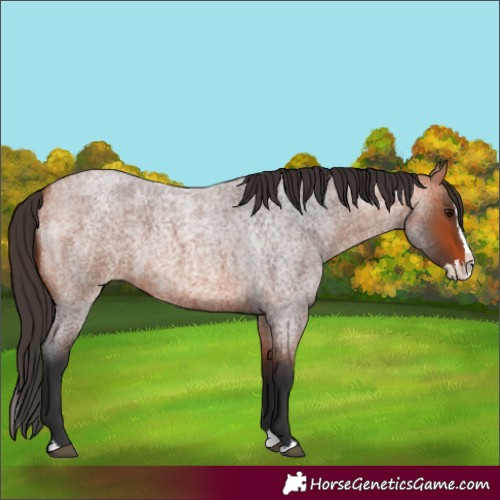 Horse Color:Bay Roan Splash 
