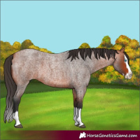 Horse Color:Bay Roan Splash