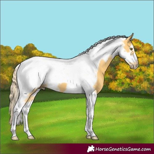 Horse Color:Palomino Tobiano Frame