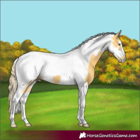 Horse Color:Palomino Tobiano Frame 