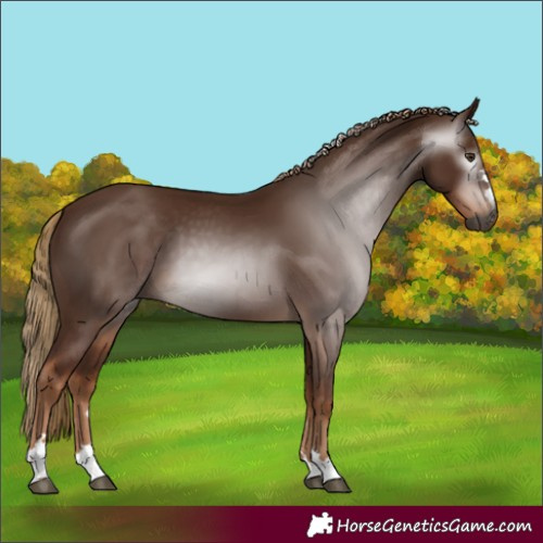 Horse Color:Unknown 