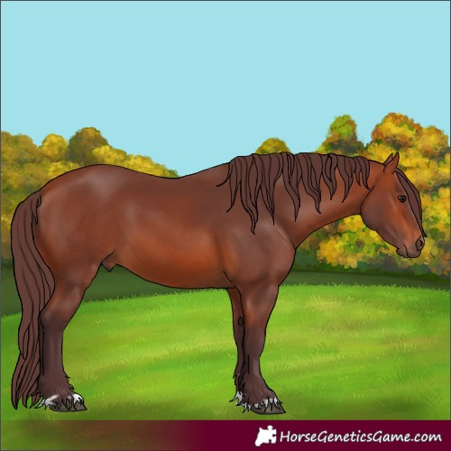 Horse Color:Chocolate Bay 