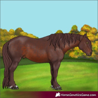 Horse Color:Chocolate Brown