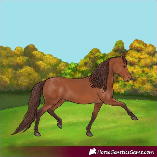 Horse Color:Chocolate Bay