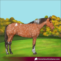Horse Color:Bay Tobiano Snowflake Varnish
