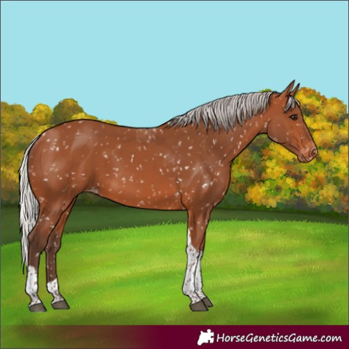 Horse Color:Silver Bay Tobiano Appaloosa 