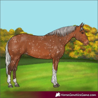 Horse Color:Silver Bay Tobiano Appaloosa