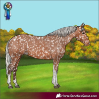 Horse Color:Silver Bay Tobiano Appaloosa 