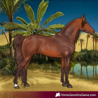 Horse Color:Chocolate Bay