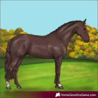 Horse Color:Chocolate Black