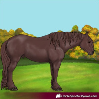 Horse Color:Chocolate Black 