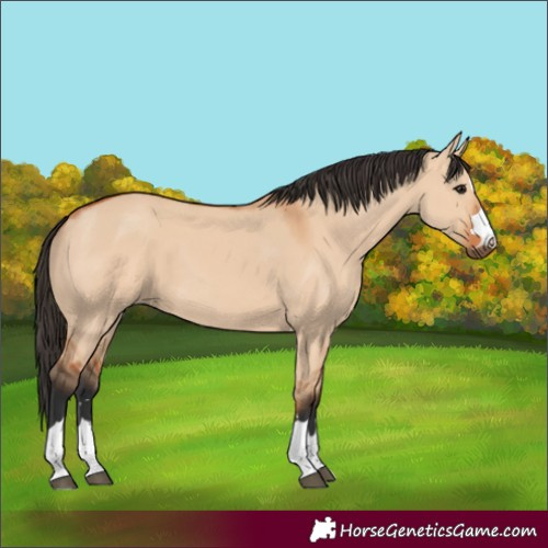Horse Color:Unknown 