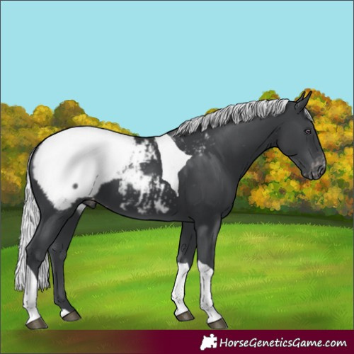 Horse Color:Silver Black Chinchilla Tobiano Appaloosa 