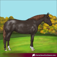 Horse Color:Liver Chestnut 