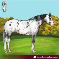 Horse Color:Brown Sabino Appaloosa Rabicano 