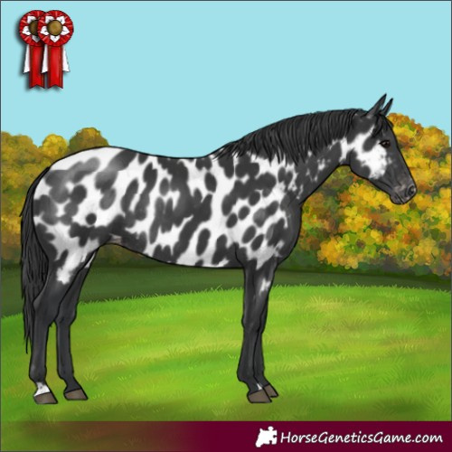 Horse Color:Black Appaloosa Rabicano 