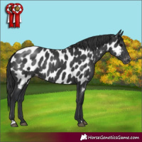 Horse Color:Black Appaloosa Rabicano