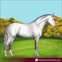 Horse Color:Gray Chocolate Bay