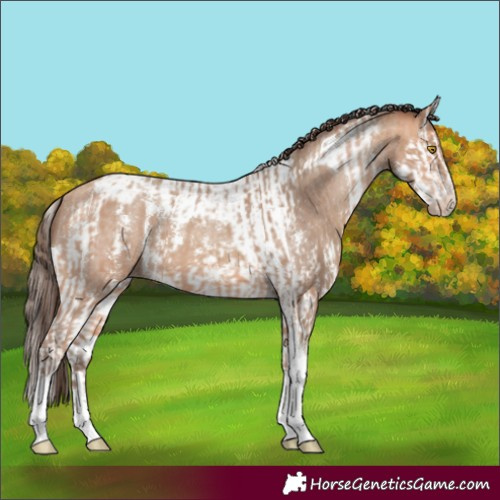 Horse Color:Amber Champagne Sabino Tobiano Appaloosa  and Amber Champagne Sabino Splash Tobiano Appaloosa 