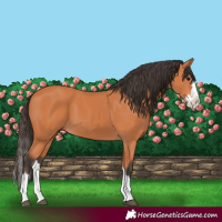 Horse Color:Bay Splash 