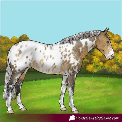 Horse Color:Powder White White Spotted Silver Buckskin Dun Appaloosa 