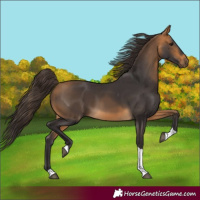 Horse Color:Buckskin Tobiano
