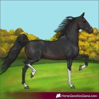 Horse Color:Brown Tobiano