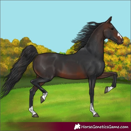 Horse Color:Brown 