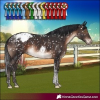 Horse Color:Brown Tobiano Appaloosa Rabicano