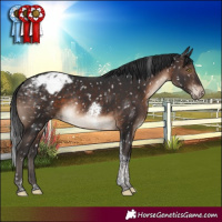 Horse Color:Brown Tobiano Appaloosa Rabicano 