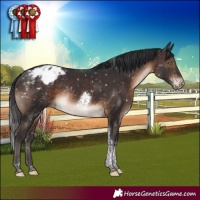 Horse Color:Brown Tobiano Appaloosa Rabicano 