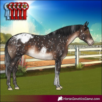 Horse Color:Brown Tobiano Appaloosa Rabicano