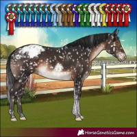 Horse Color:Brown Tobiano Snowcap Rabicano