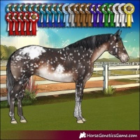 Horse Color:Brown Tobiano Snowcap Rabicano 